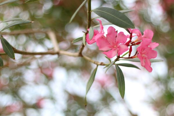 Cost of Oleander Removal in Indio