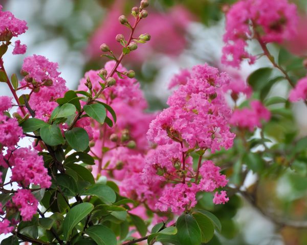Crepe Myrtle Removal in Indio