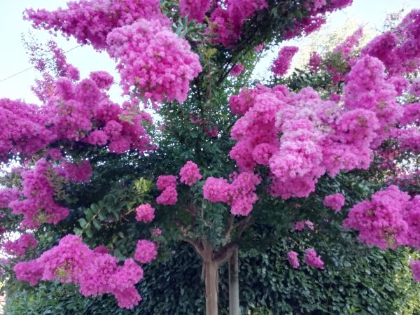 Cost of Crape Myrtle Pruning in Indio