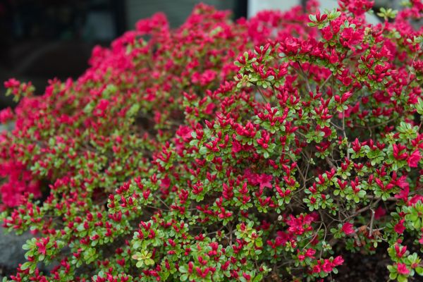 Cost of Weigela Removal Service in Indio