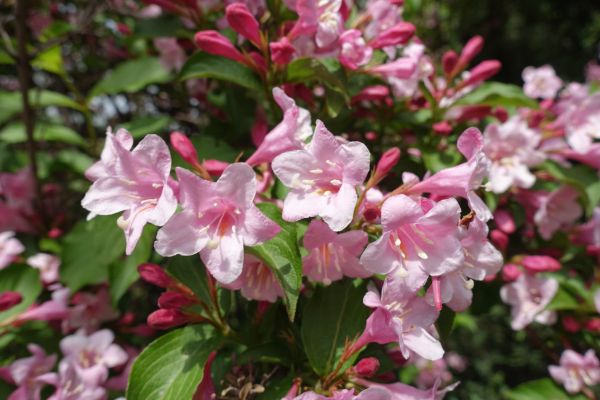 Weigela Pruning Service in Indio