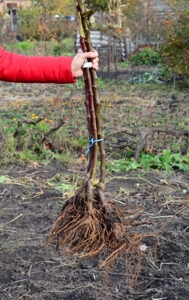 Cost of Shrub Root Removal in Indio