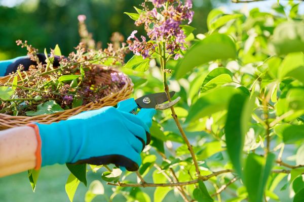 Cost of Lilac Trimming Service in Indio