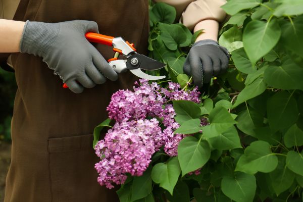 Lilac Pruning Service in Indio