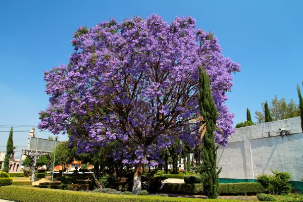 Cost of Jacaranda Pruning in Indio