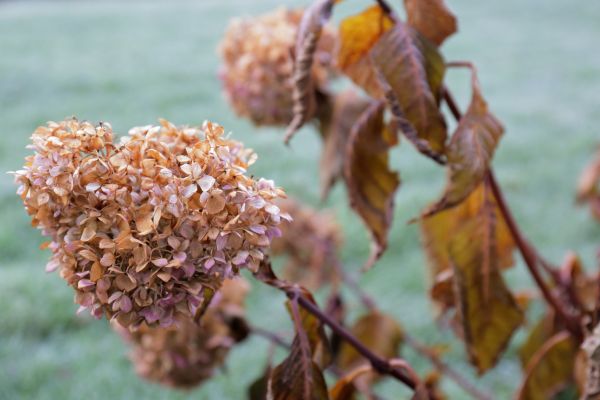 Hydrangea Removal in Indio