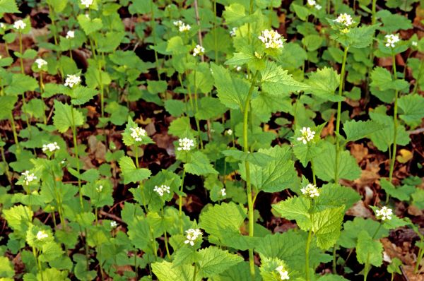 Cost of Garlic Mustard Removal in Indio