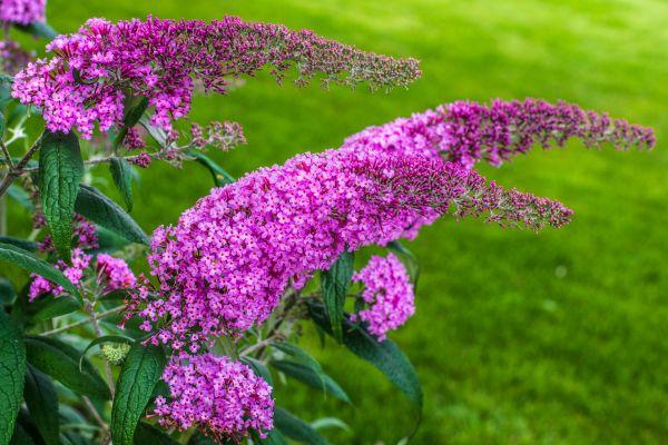 Butterfly Bush Removal in Indio