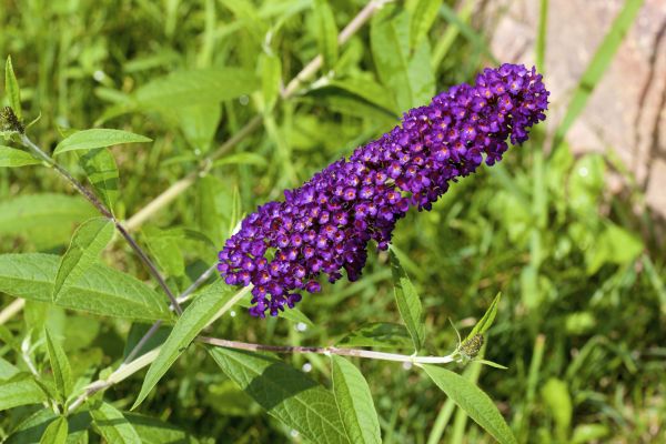 Butterfly Bush Pruning in Indio