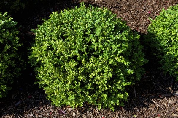 Boxwood Removal in Indio