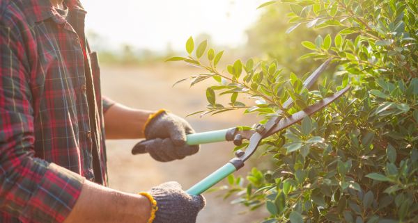 Cost of Shrub Pruning in Indio