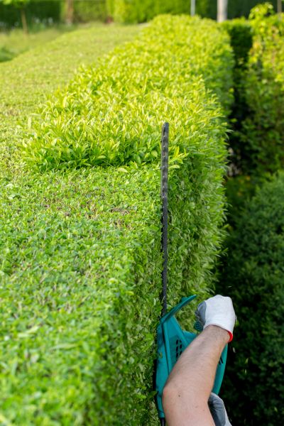 Hedge Trimming in Indio