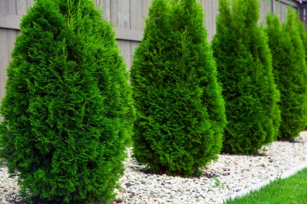 Cost of Arborvitae Trimming in Indio